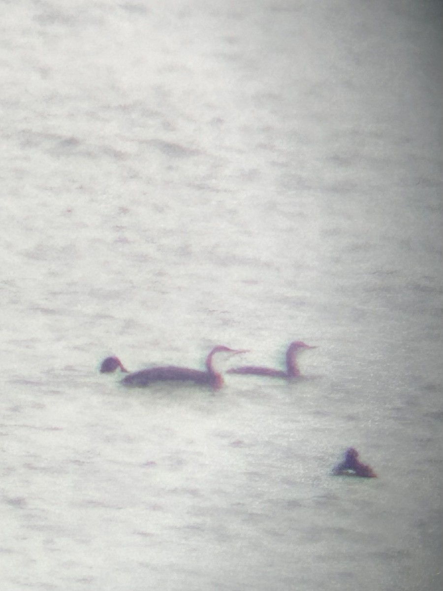 アビ - ML646538956