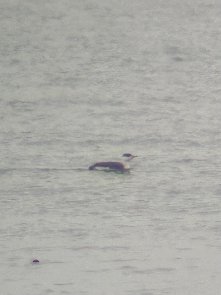 アビ - ML646538957