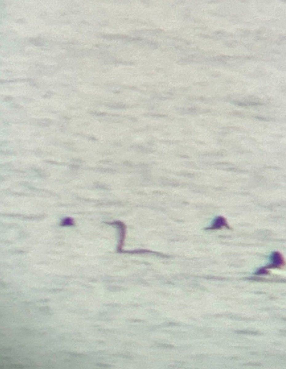 アビ - ML646538959