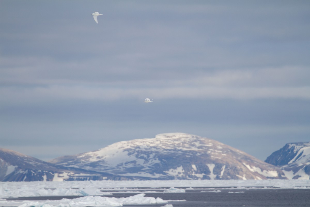 Белая чайка - ML646538963