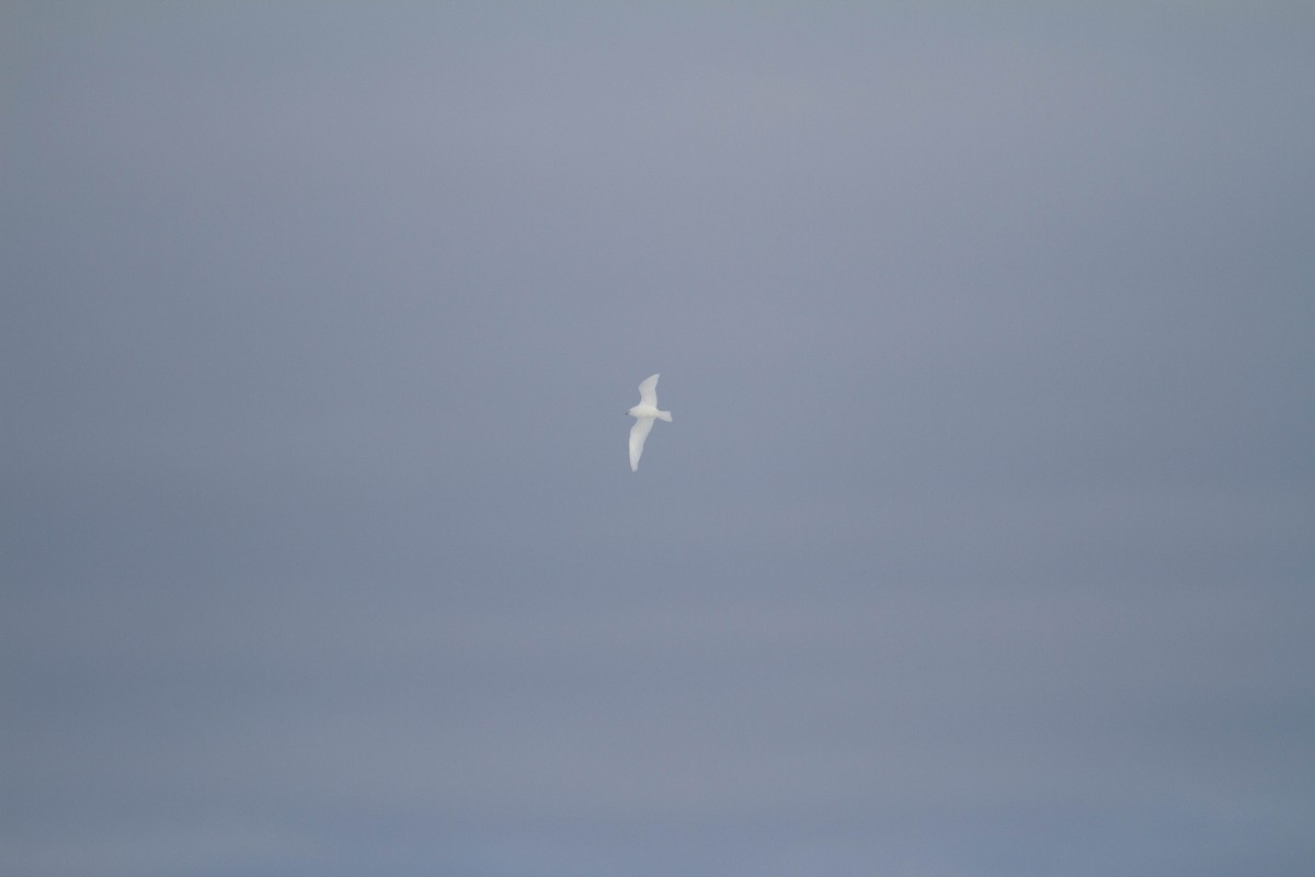 Белая чайка - ML646538964