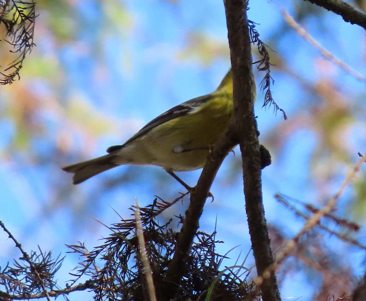 Pine Warbler - ML646538967