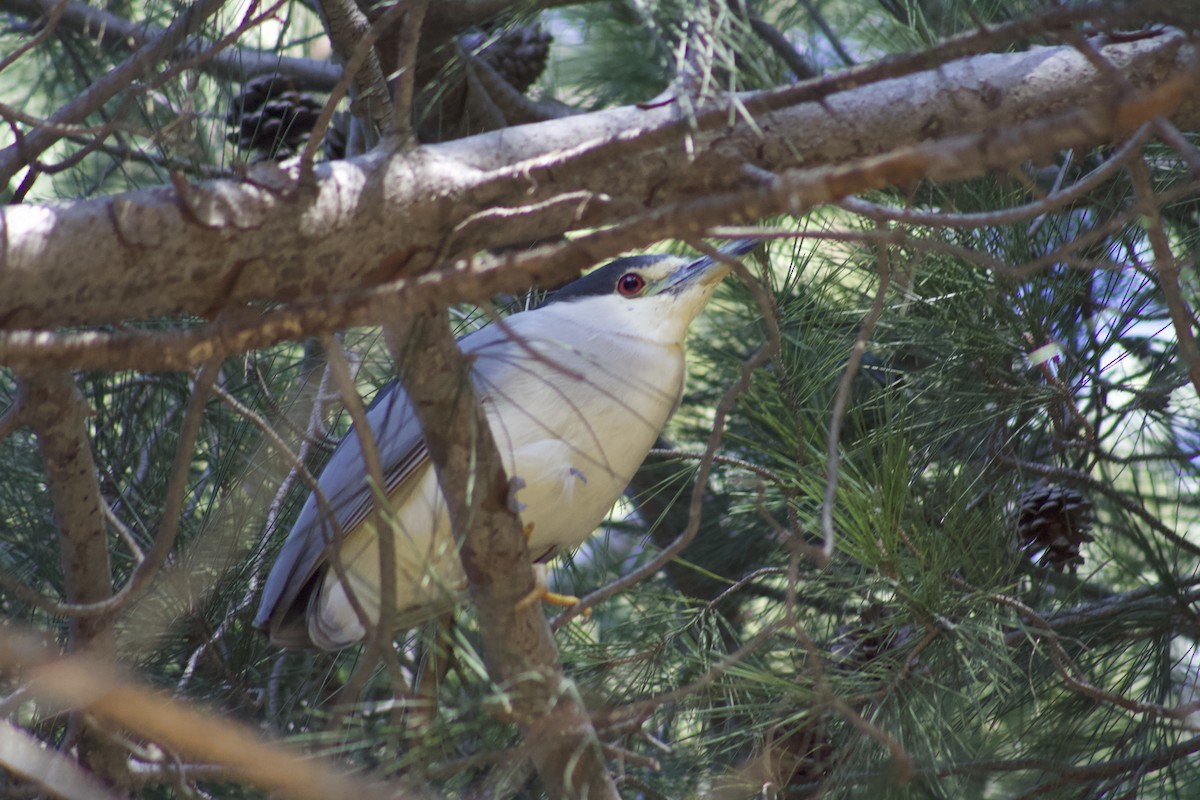 kvakoš noční - ML646538968