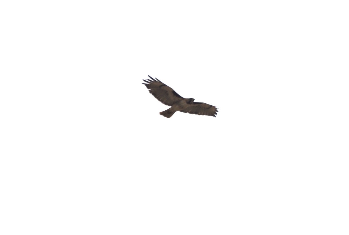 Red-tailed Hawk - ML646538969