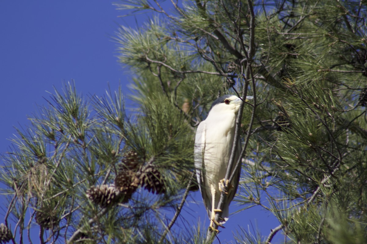 kvakoš noční - ML646538970