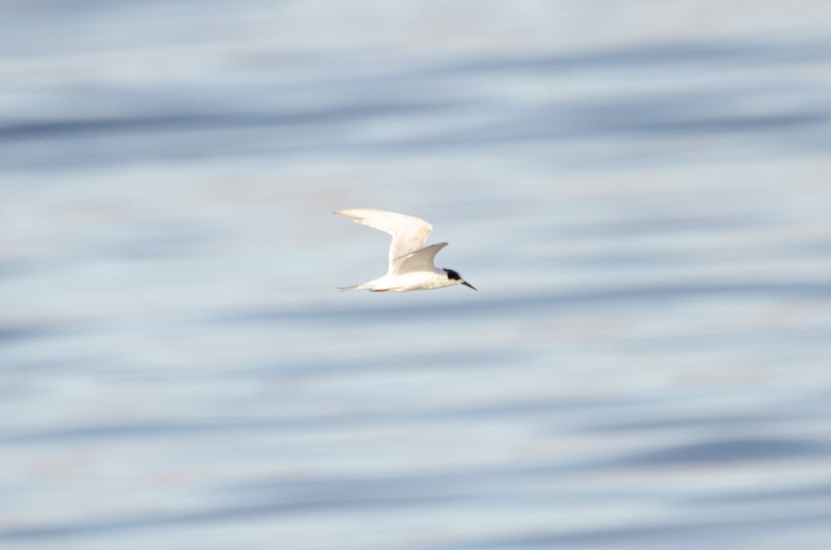 Forster's Tern - ML646538972