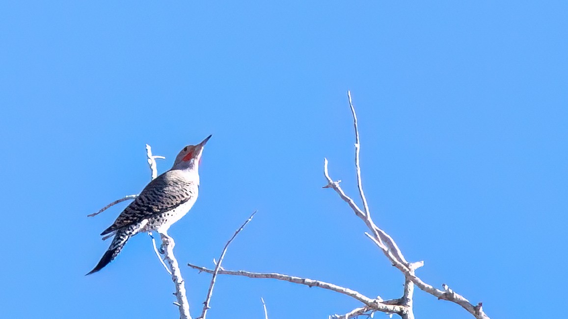 Pic chrysoïde - ML646538980