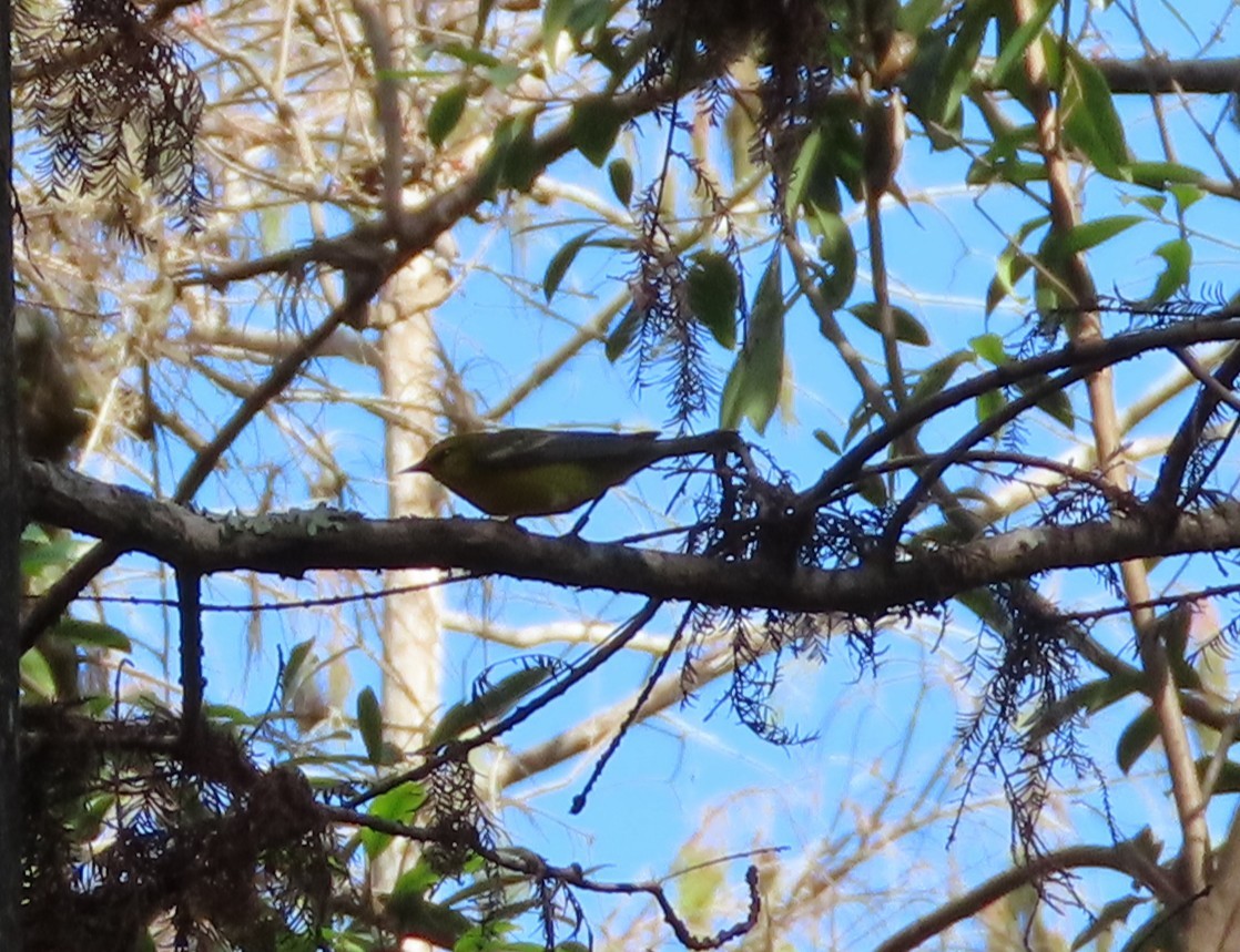 Blue-winged Warbler - ML646538981