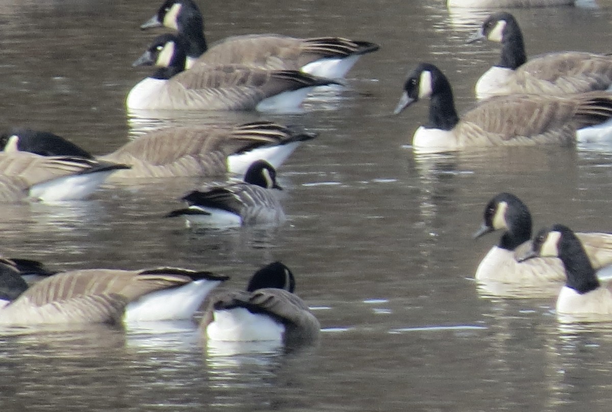 Branta kanadar txikia - ML646538982