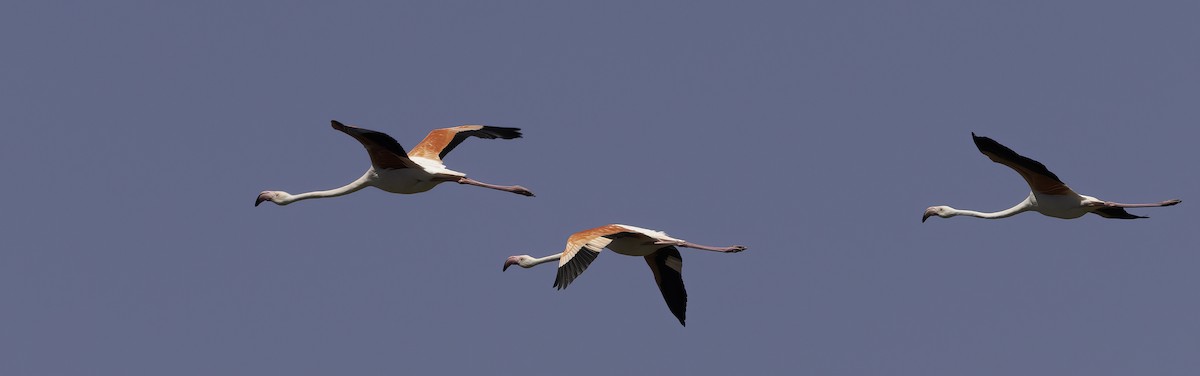 Розовый фламинго - ML646538984