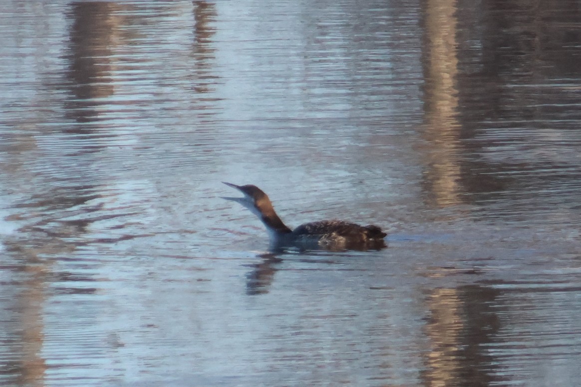 Common Loon - ML646538985