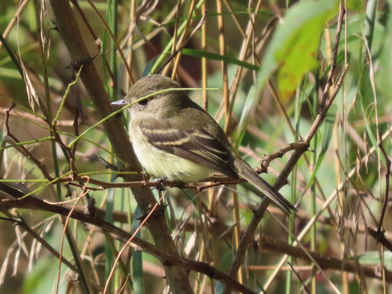 חטפית זעירה - ML646538986
