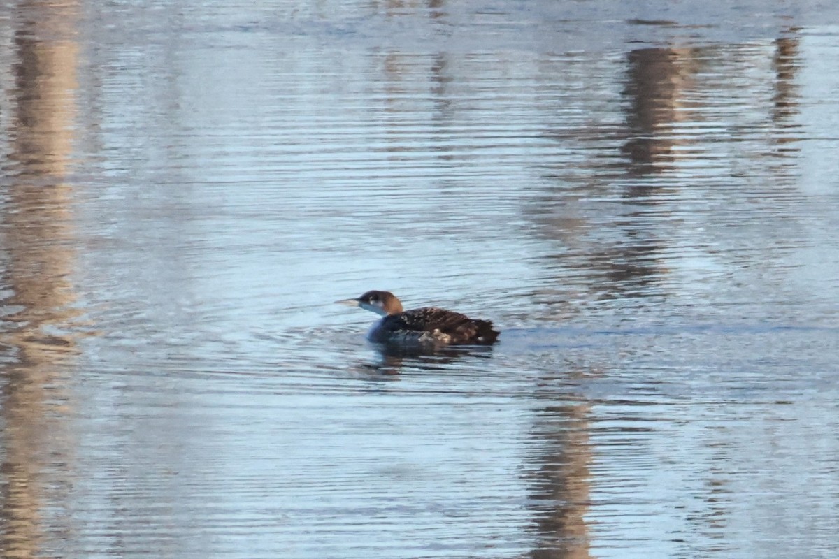 Common Loon - ML646538987