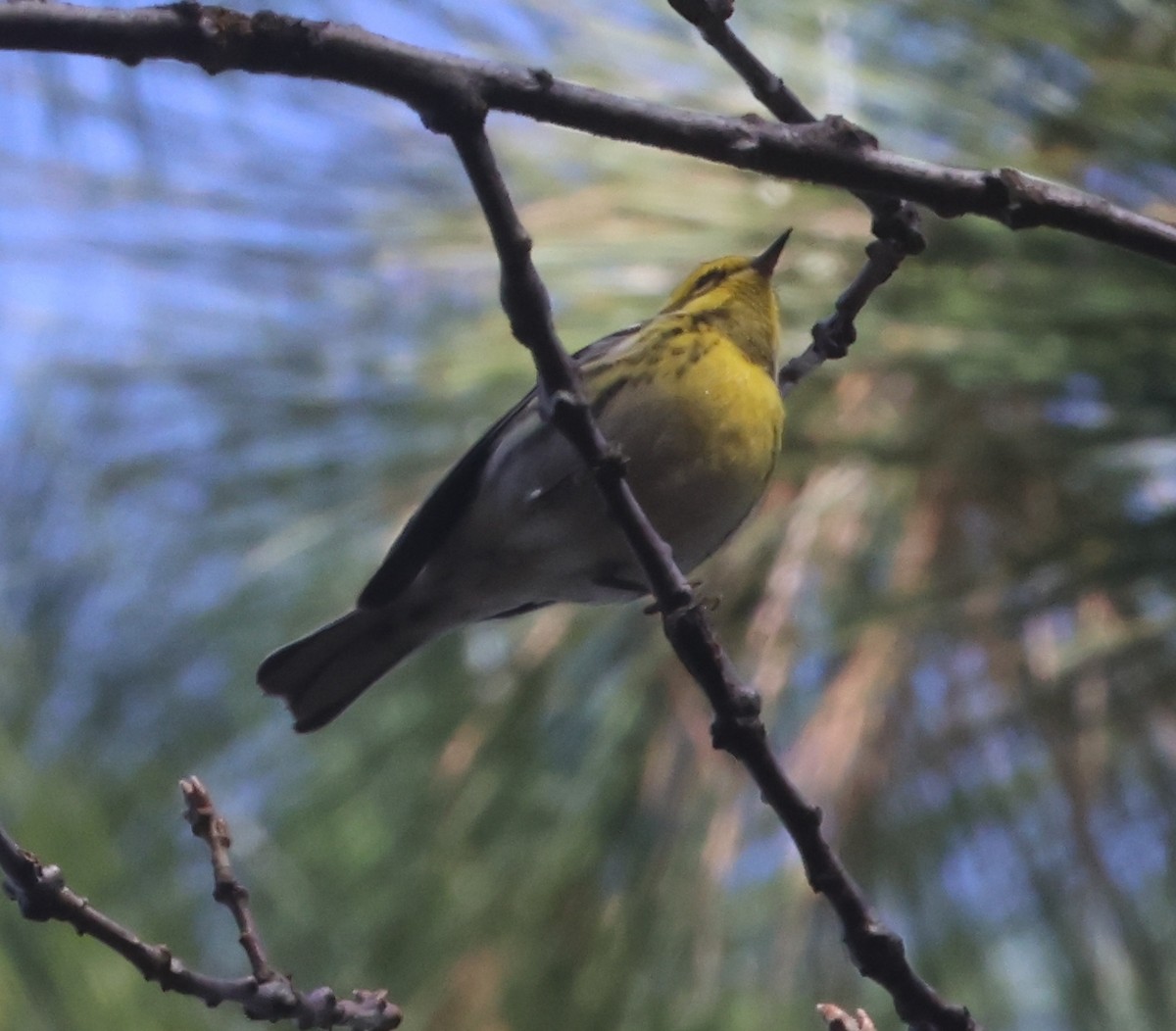 Townsend Ötleğeni - ML646538988