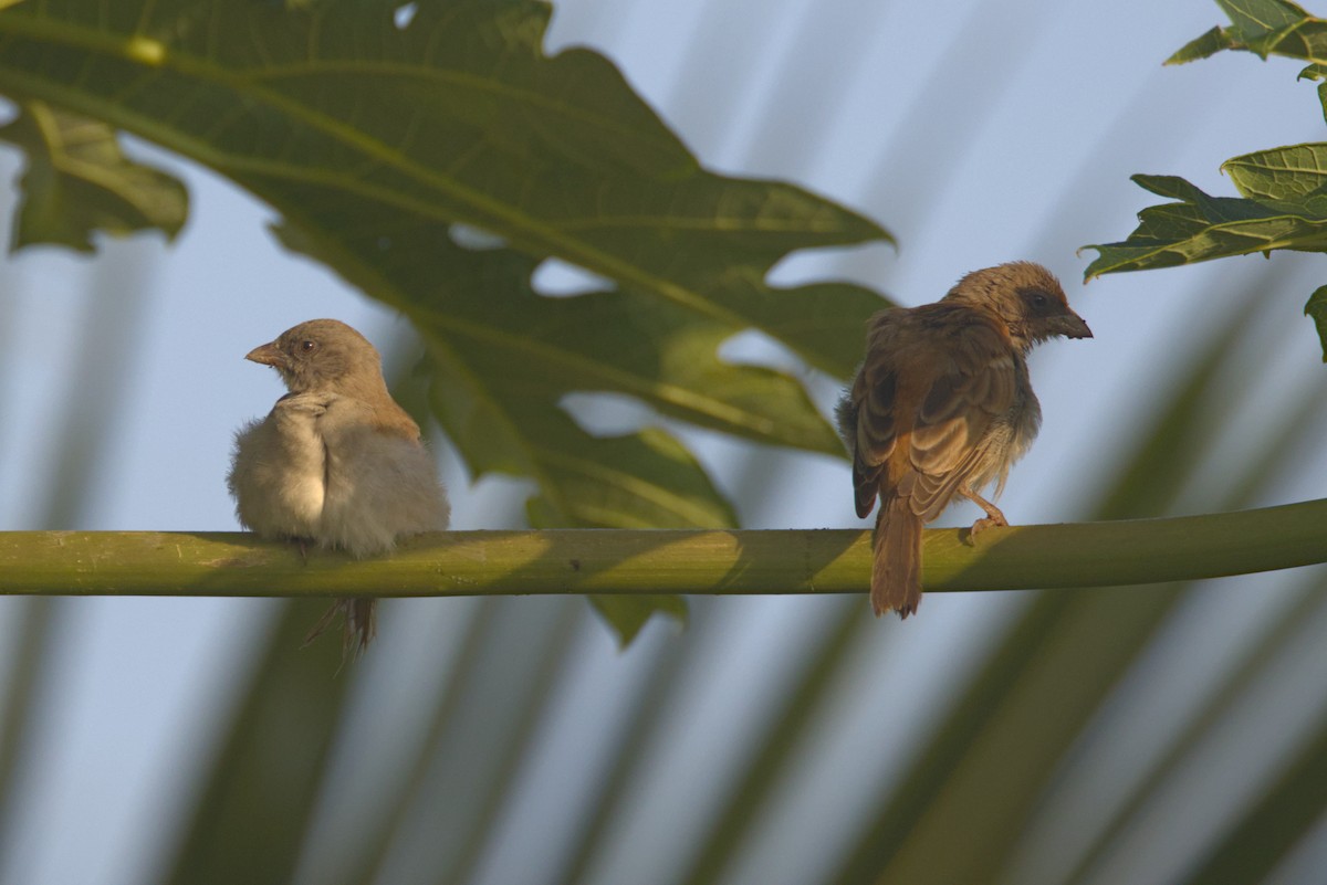 Gorrión Gris - ML646538990
