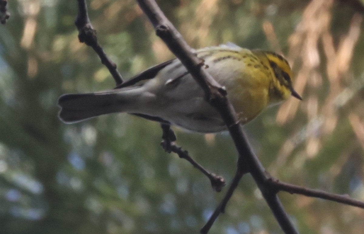 Townsend Ötleğeni - ML646538991