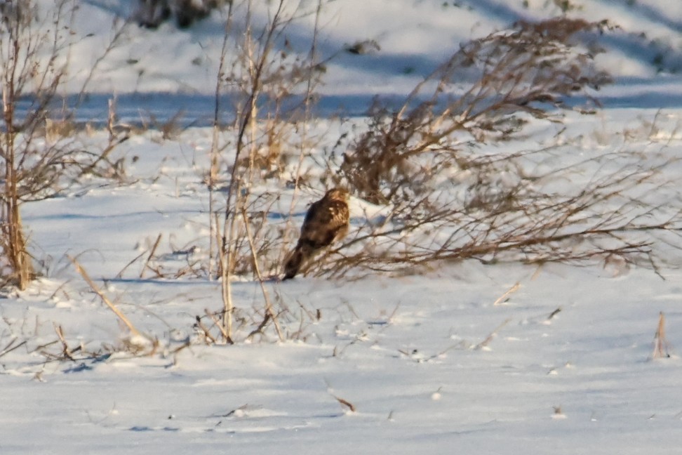 Northern Harrier - ML646538992