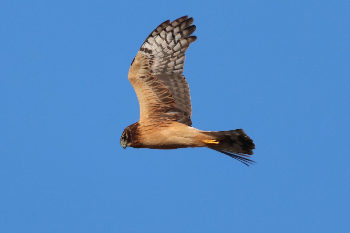 Northern Harrier - ML646538993