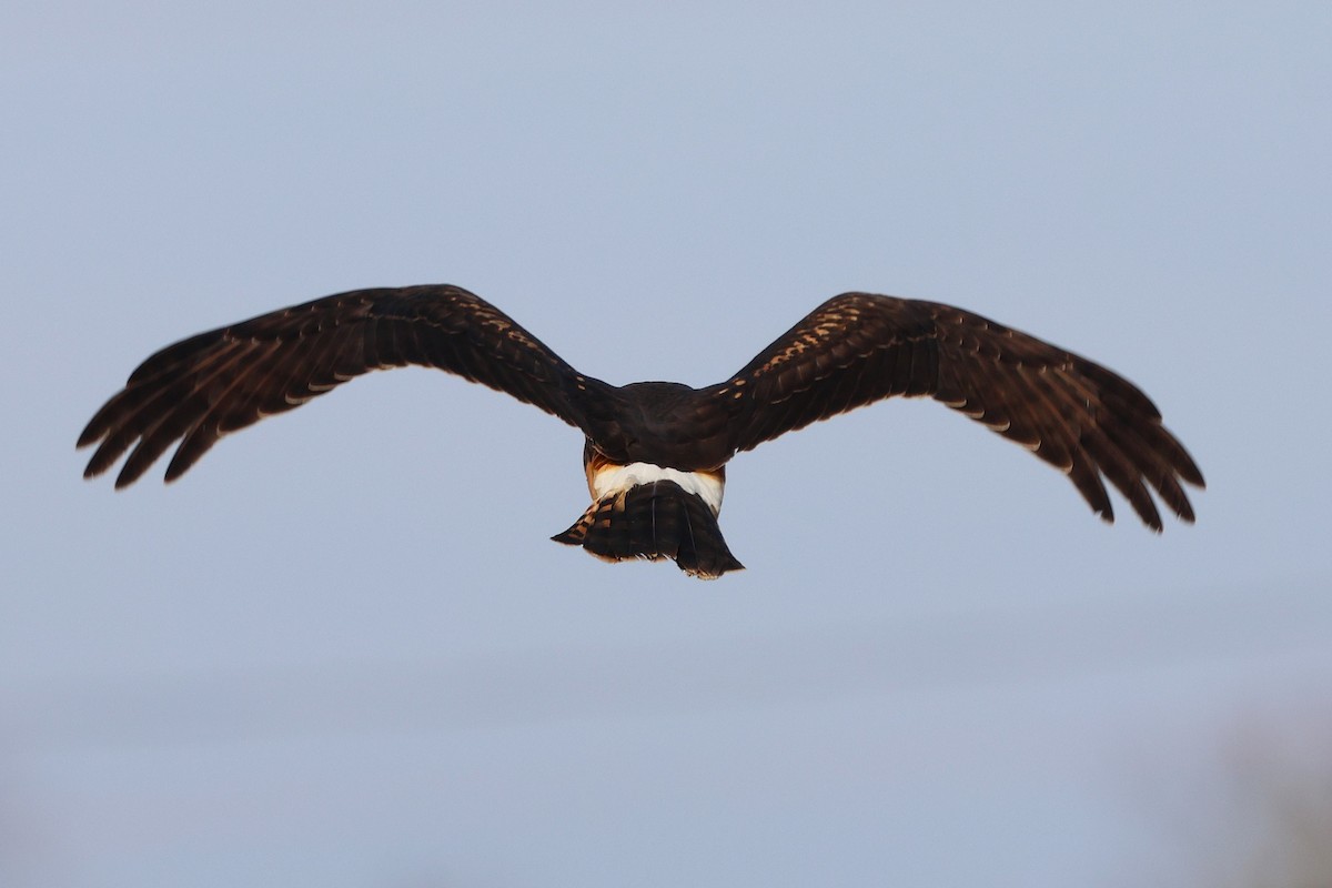 Northern Harrier - ML646538994