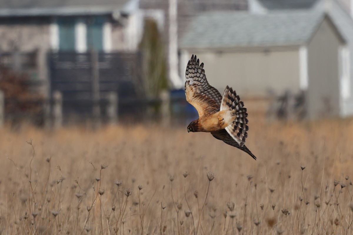 Northern Harrier - ML646538995