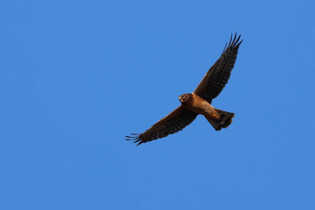 Northern Harrier - ML646538996