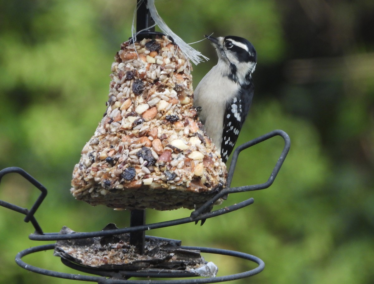 Downy Woodpecker - ML646538997