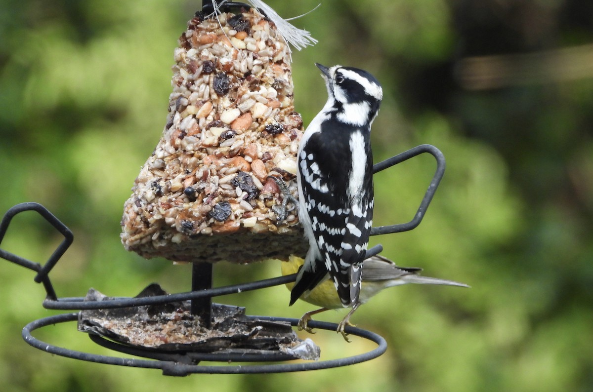 Downy Woodpecker - ML646538998