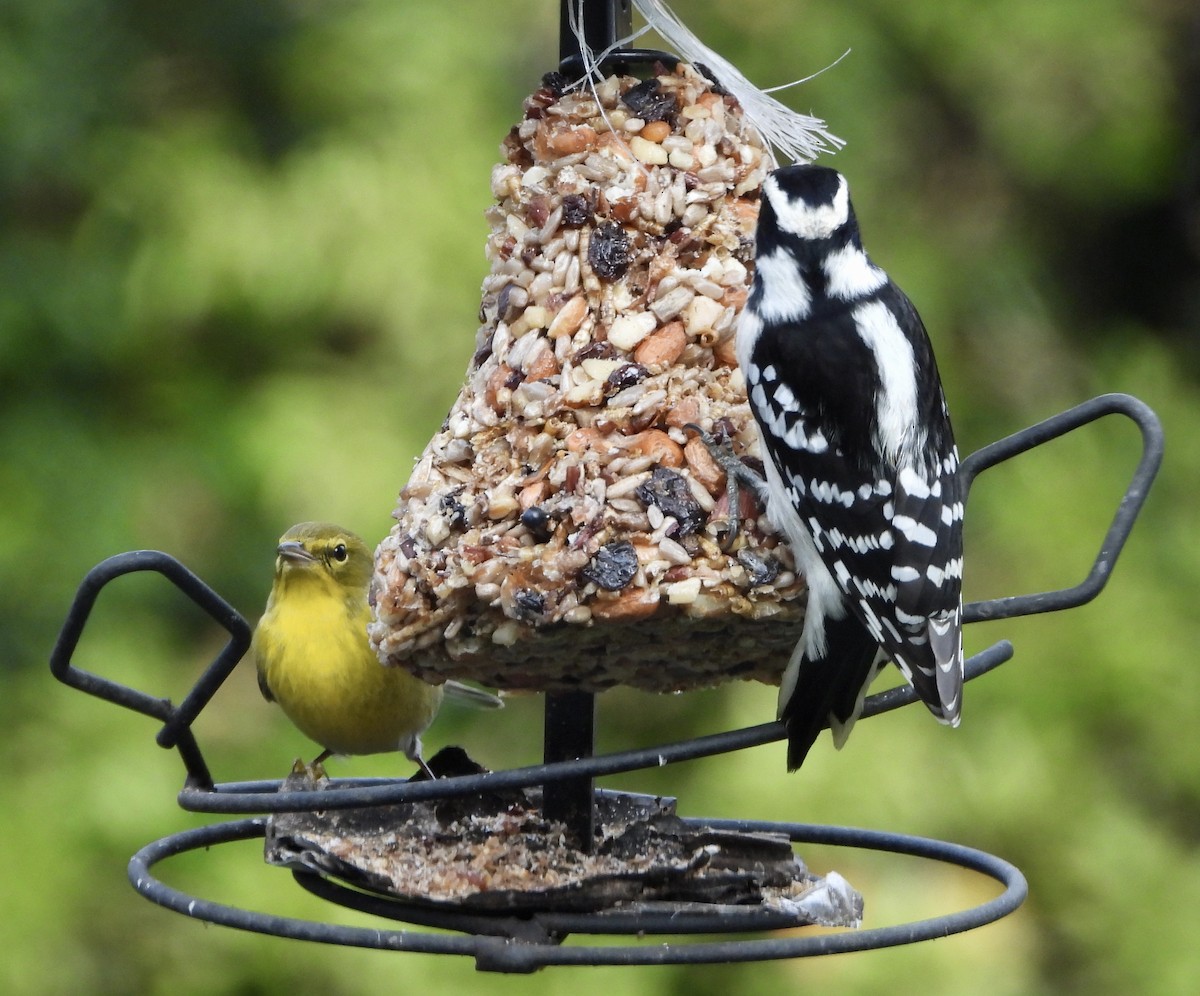 Downy Woodpecker - ML646538999