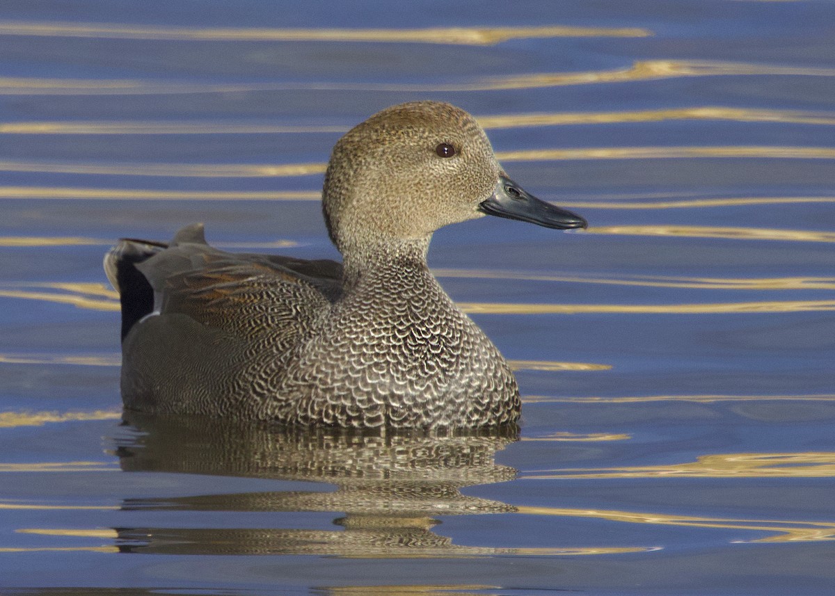 Canapiglia - ML646539002