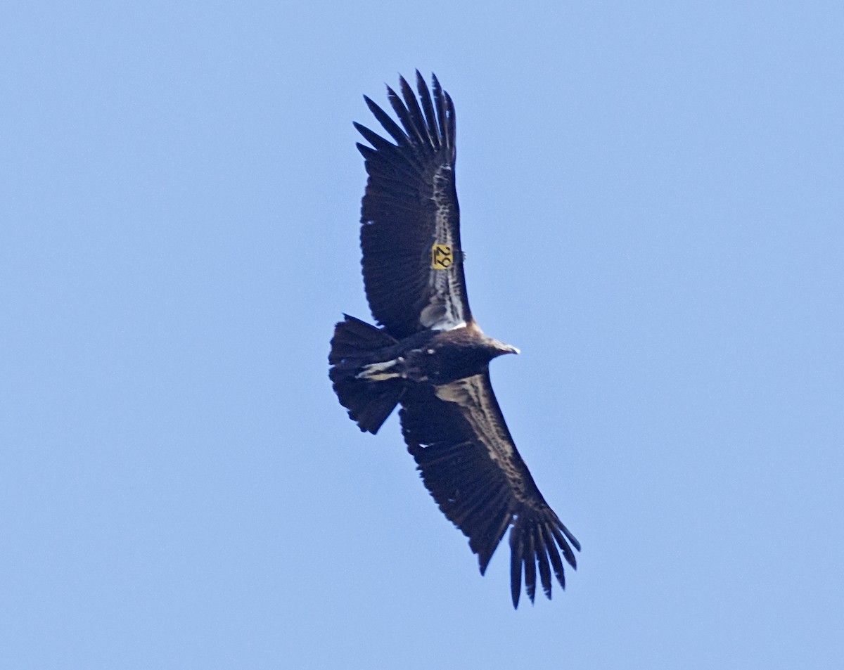 California Condor - ML646539003
