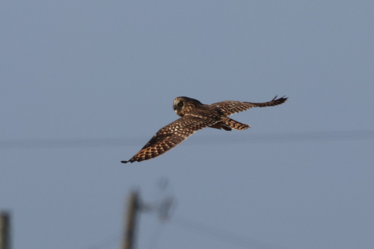 Zingira-hontza - ML646539004