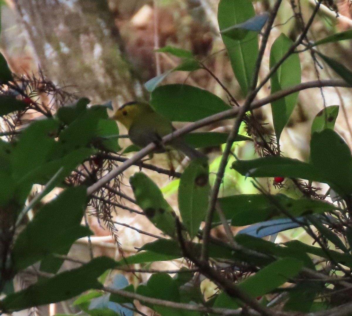 Wilson's Warbler - ML646539006