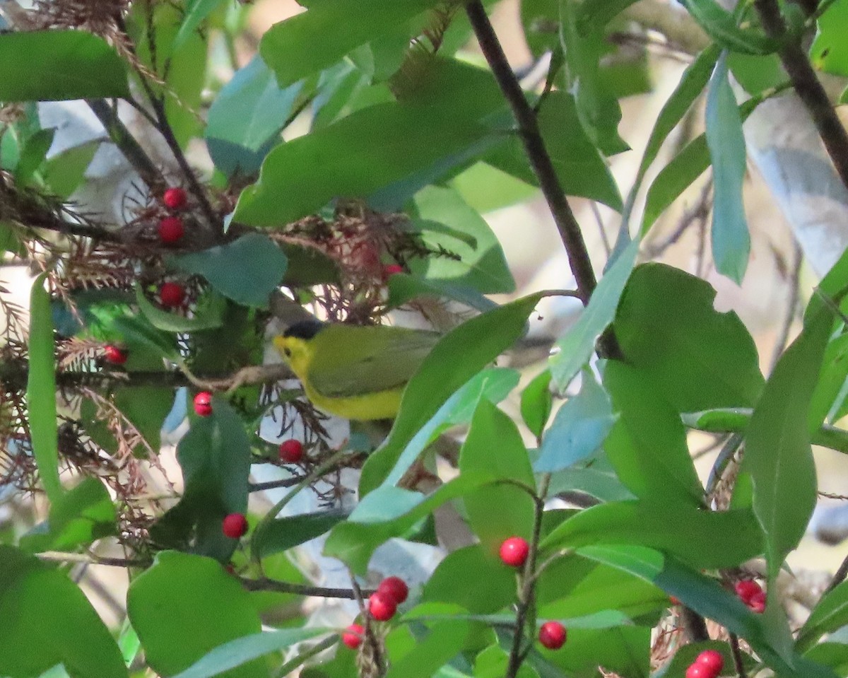 Wilson's Warbler - ML646539007