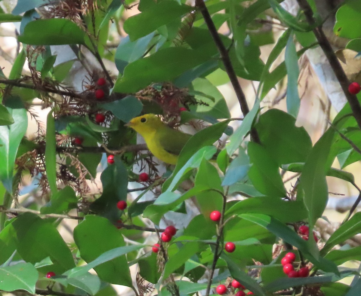 Wilson's Warbler - ML646539008