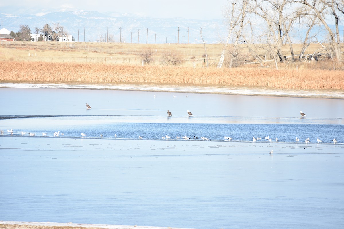 Pygargue à tête blanche - ML646539009