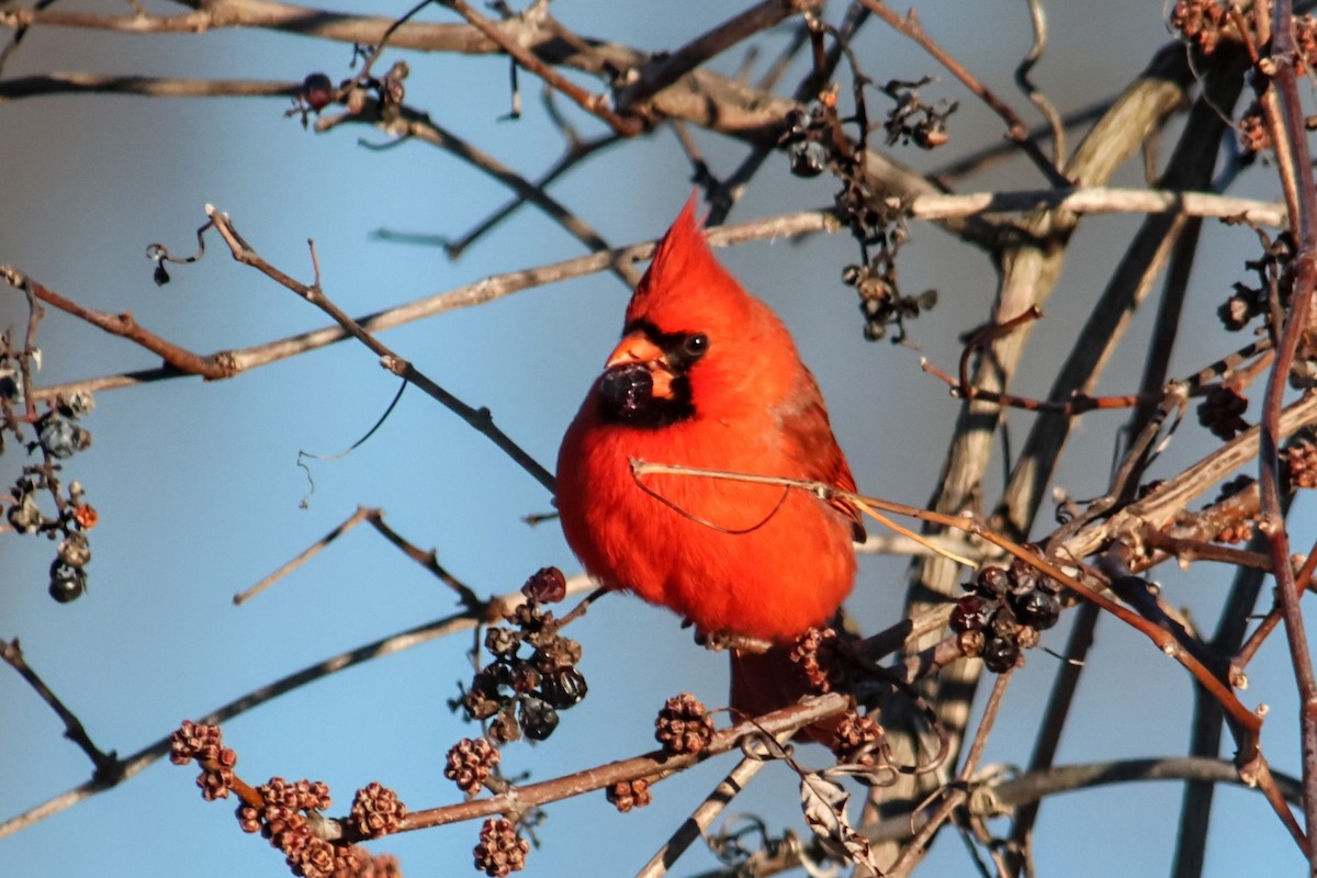 Northern Cardinal - ML646539010