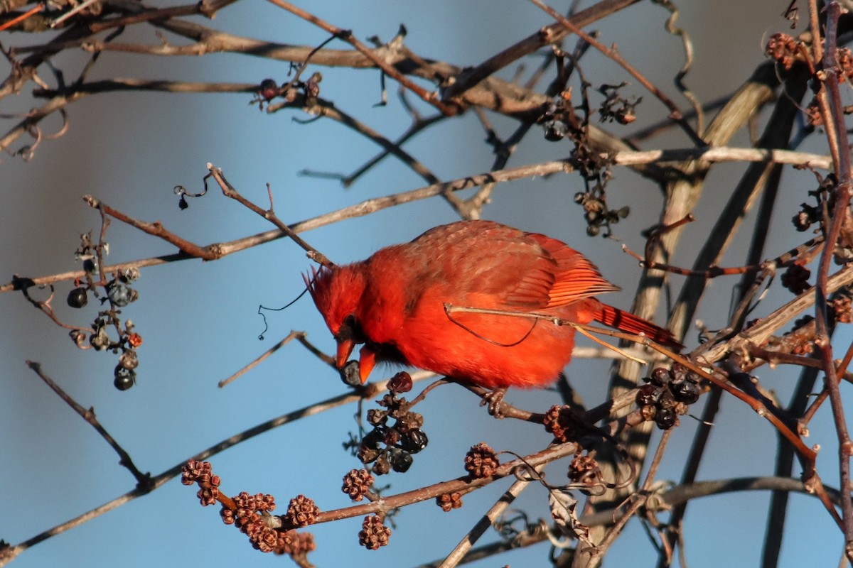 Northern Cardinal - ML646539011