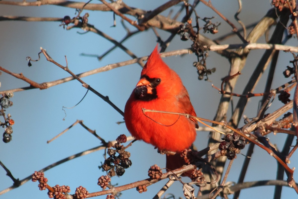 Northern Cardinal - ML646539012