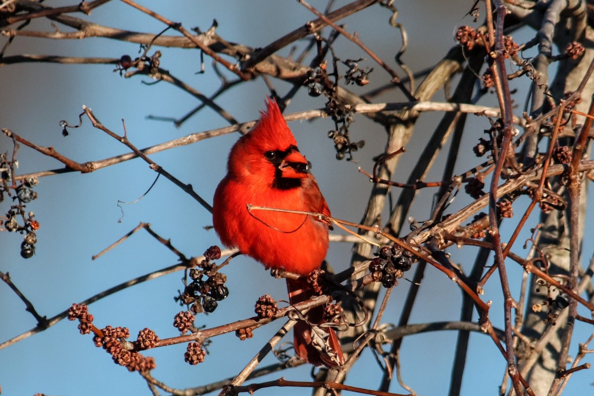 Northern Cardinal - ML646539013
