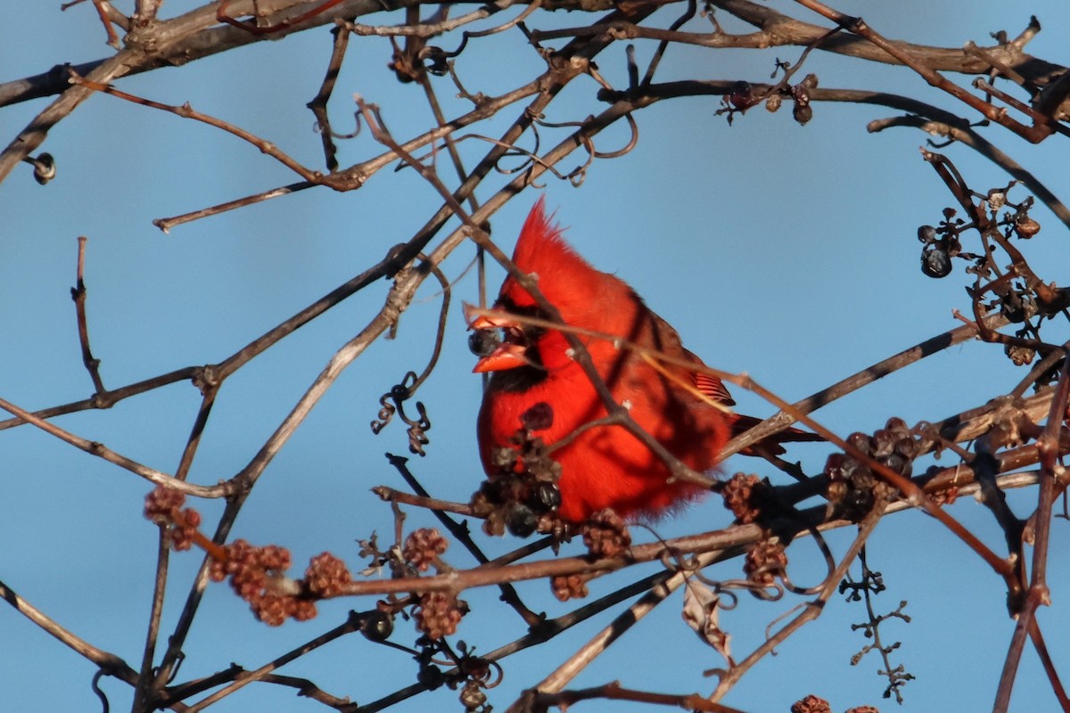 Northern Cardinal - ML646539014