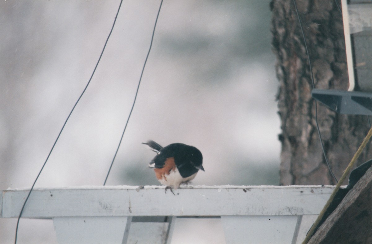 Eastern Towhee - ML646539015