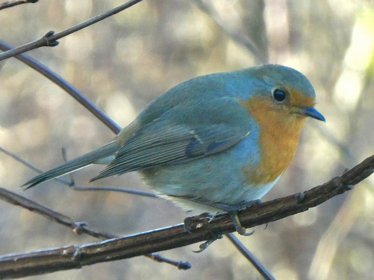 červenka obecná - ML646539016