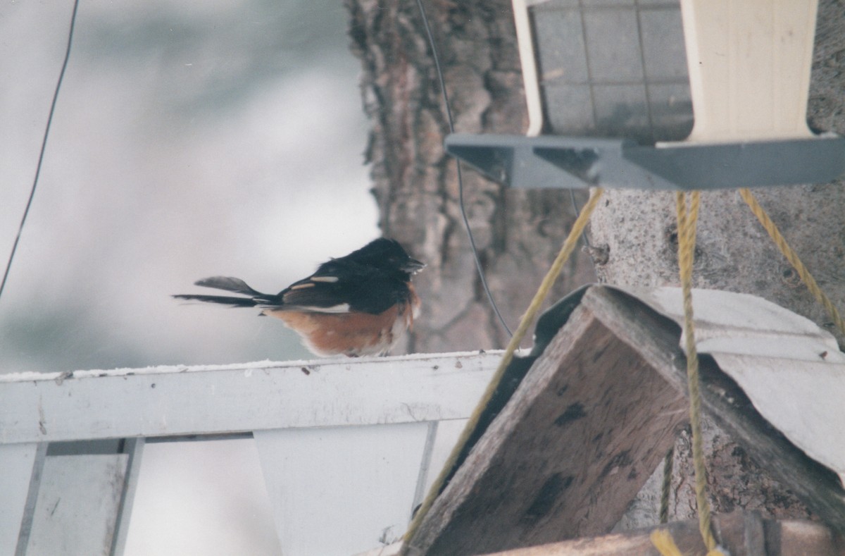 Eastern Towhee - ML646539017