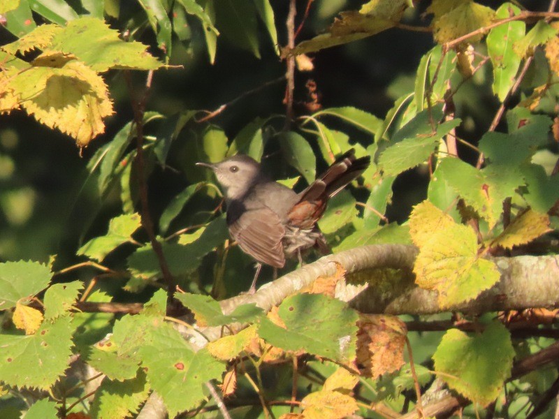 Gray Catbird - ML646539018