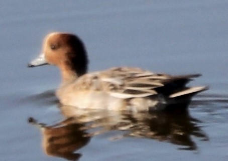 Eurasian Wigeon - ML646539019