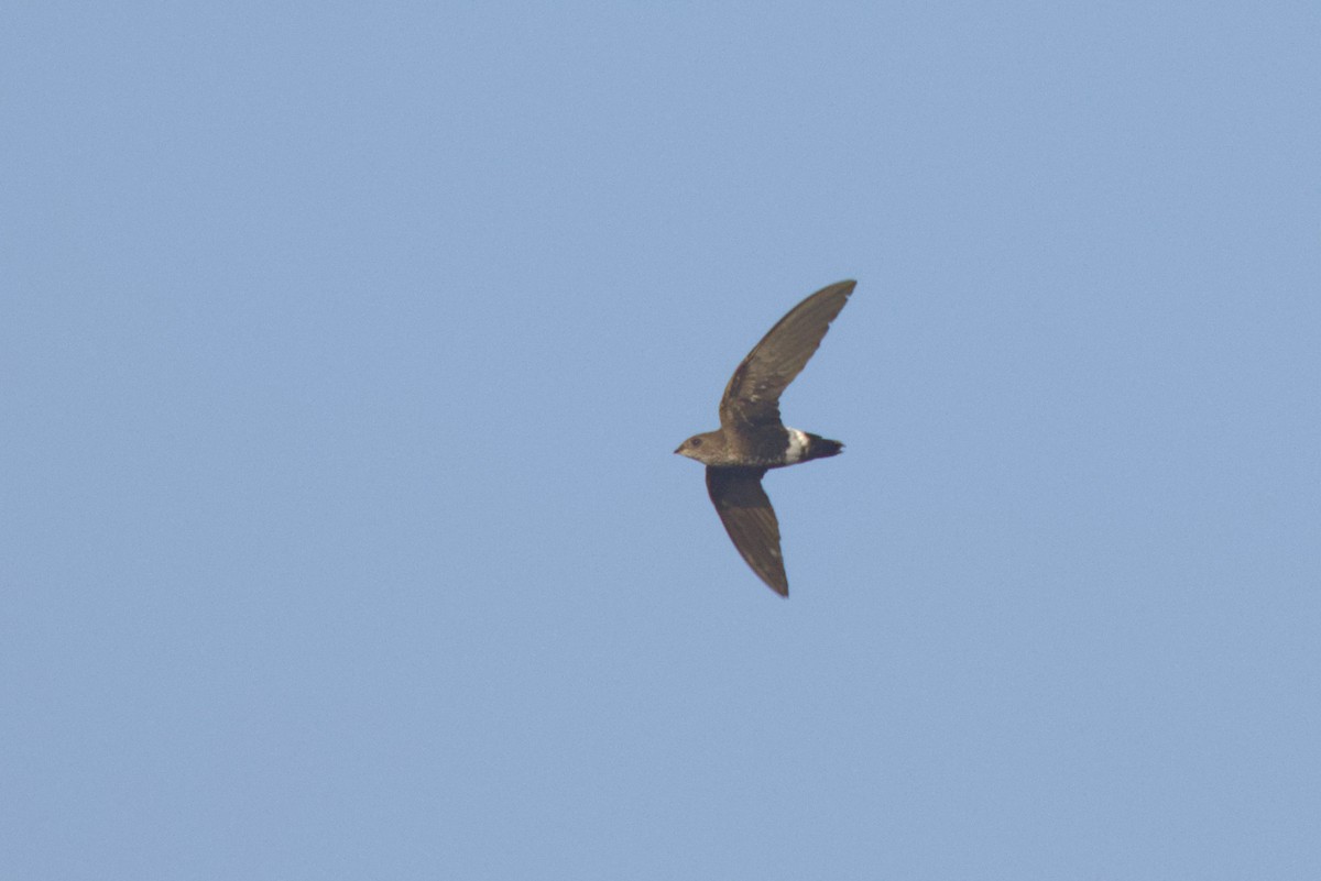 Vencejo de Baobab - ML646539023