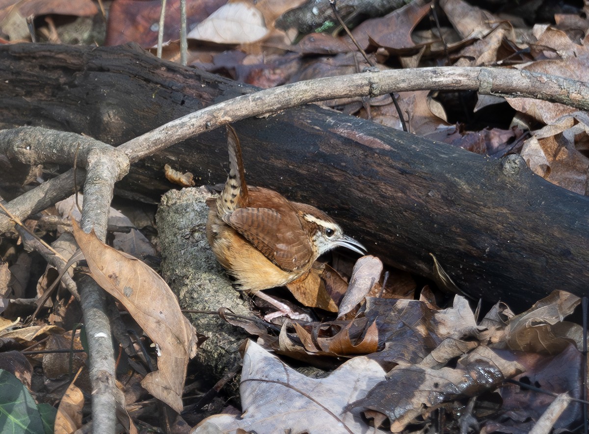 Troglodyte de Caroline - ML646539024