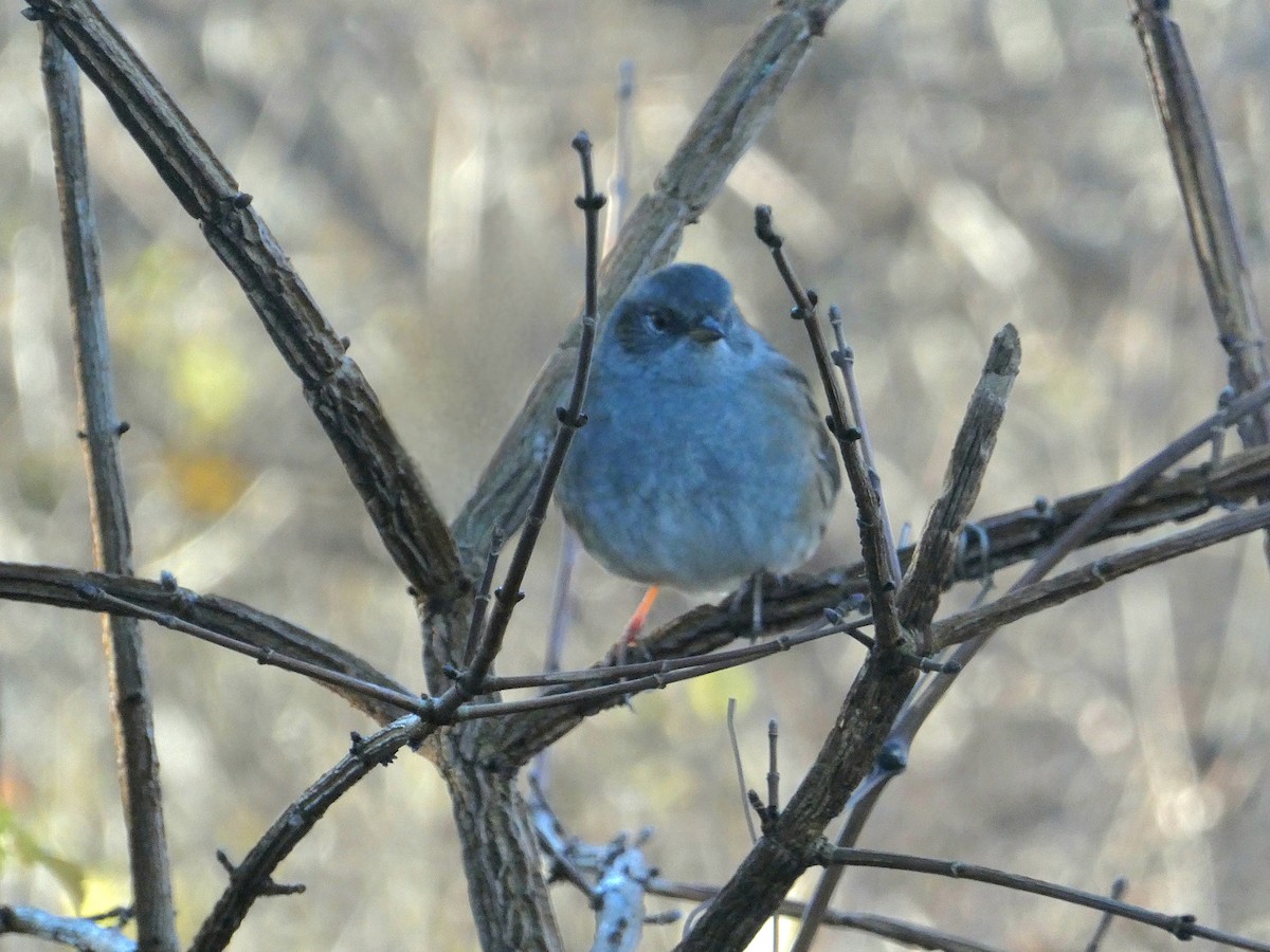 pěvuška modrá - ML646539026