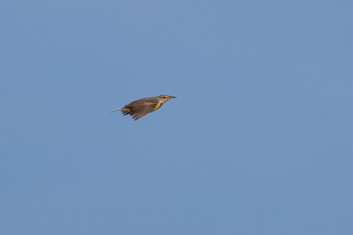 Eastern Meadowlark - ML646539029