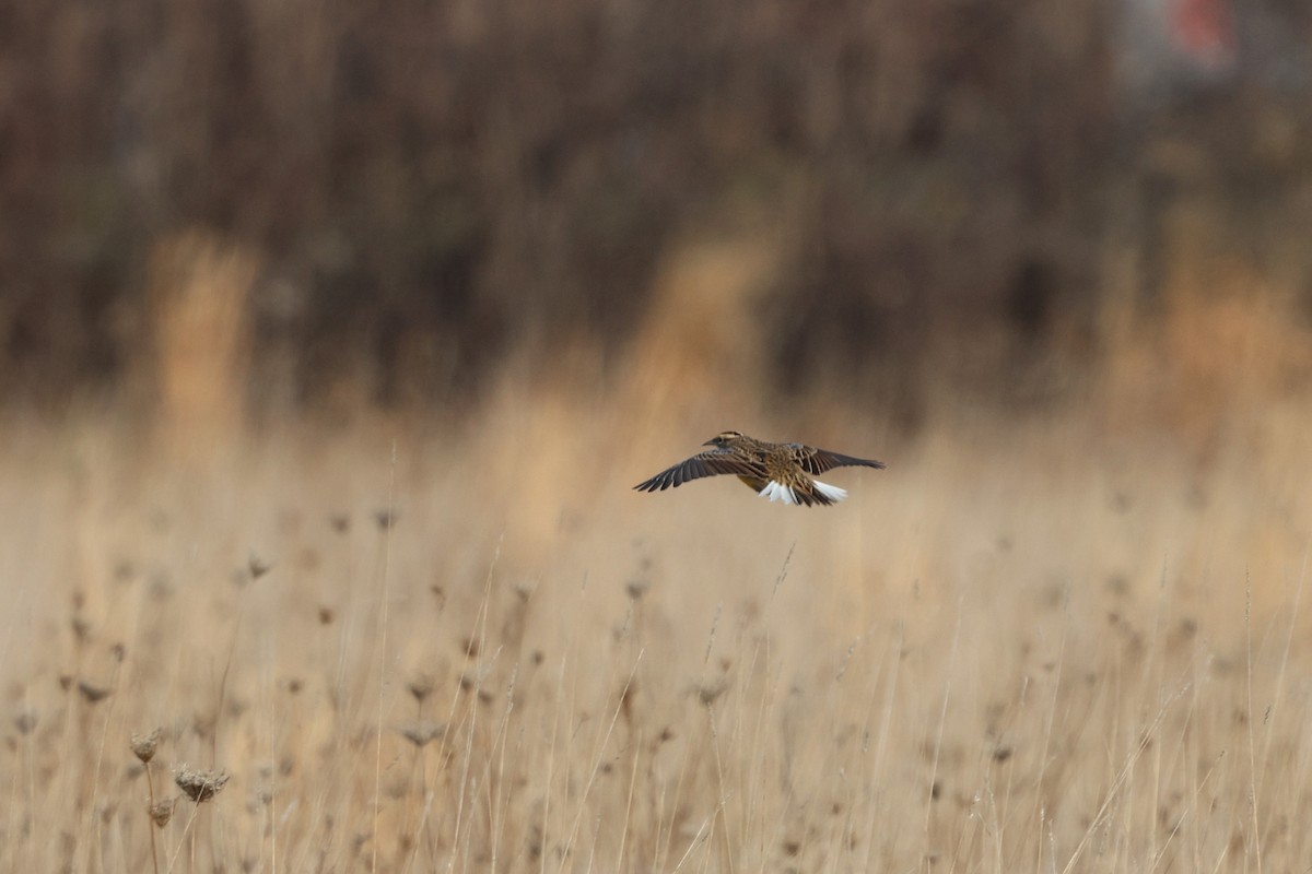 Eastern Meadowlark - ML646539030